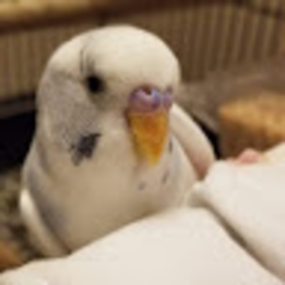 Meet your Posher, Alex - Picture 1 of 1